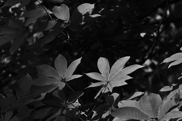 _DSC0823.JPG