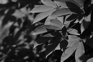 _DSC0824.JPG
