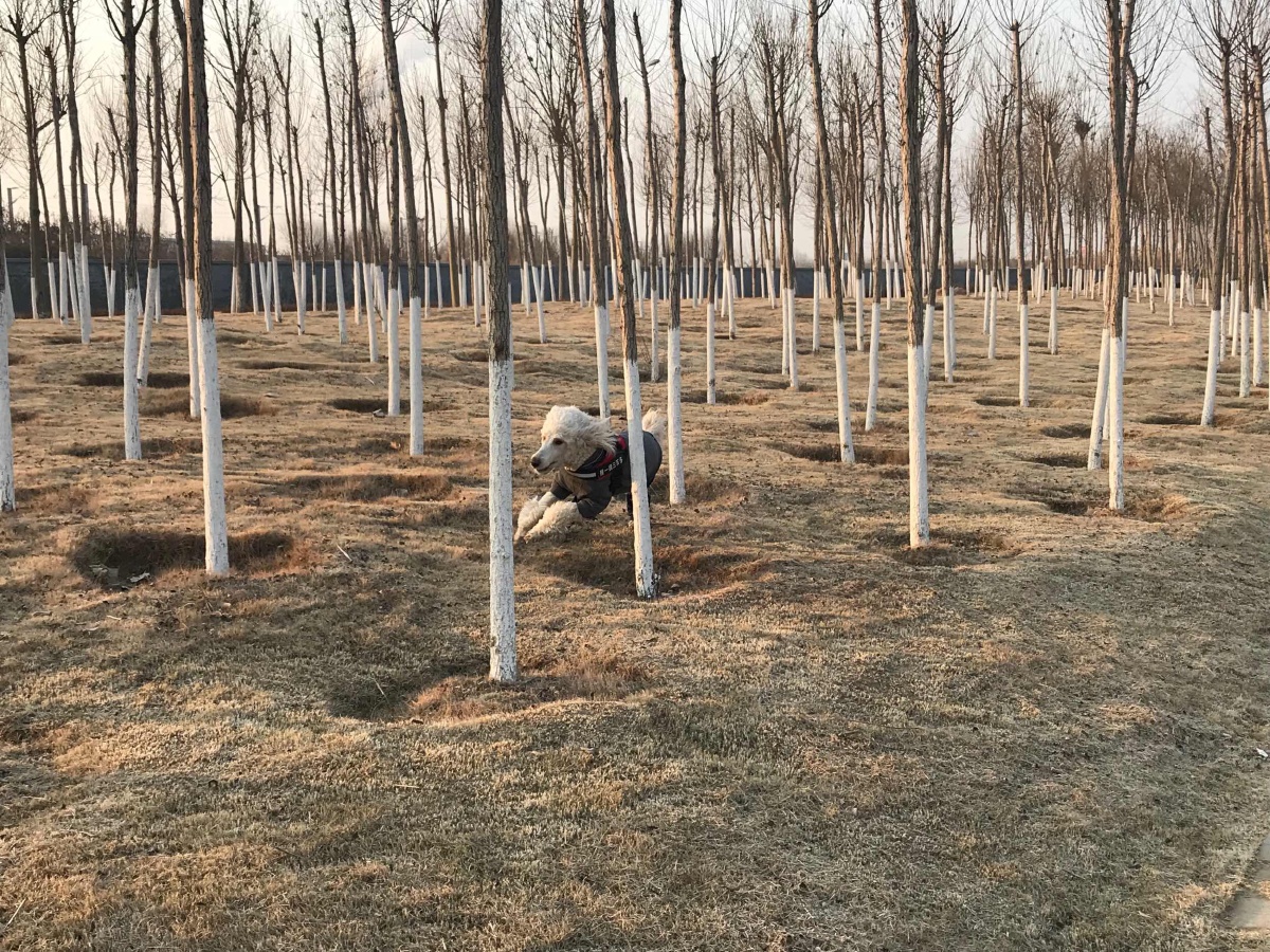 苗木基地日常,山东果树研究所苗木基地