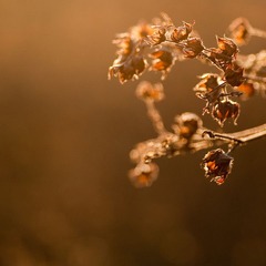 “All human wisdom is summed up in two words - wait and hope”