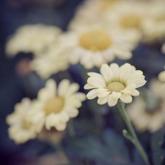 Cherish