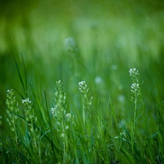 "A garden is the best alternative therapy."  -  Germaine Greer