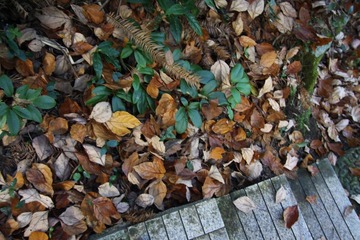 IMG_7711.JPG