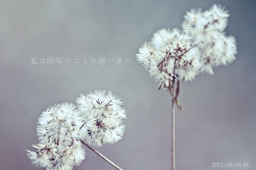 这个是蒲公英吗