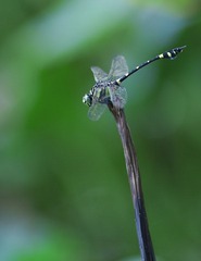 DSC_0293.jpg