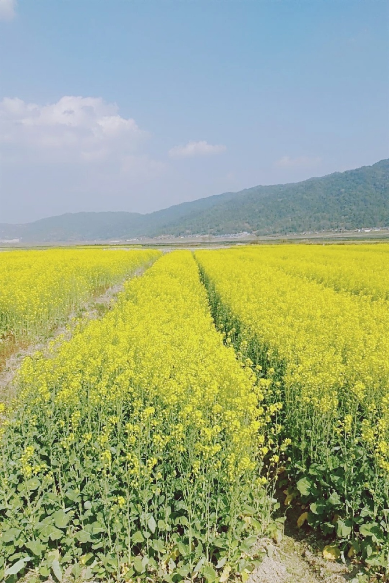 三里清风三里路步910