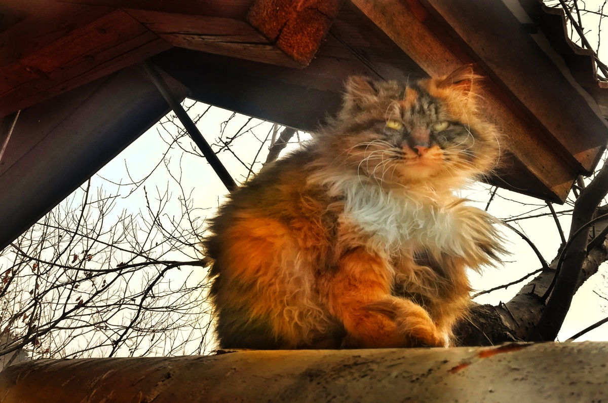 屋檐下的流浪猫