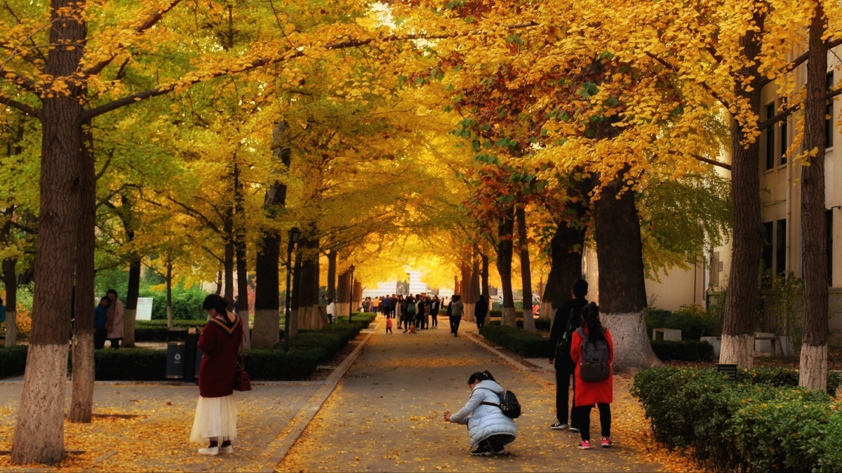 落叶知秋——北京科技大学