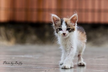 意气风发小猫咪