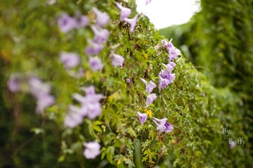 DSC_0795.jpg