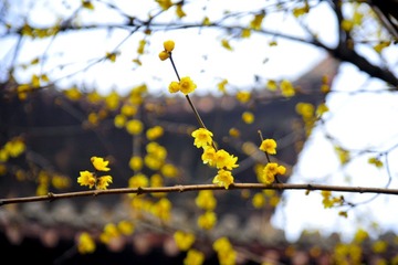 _DSC0793.jpg
