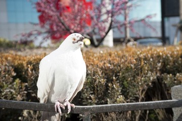 _DSC1184.jpg
