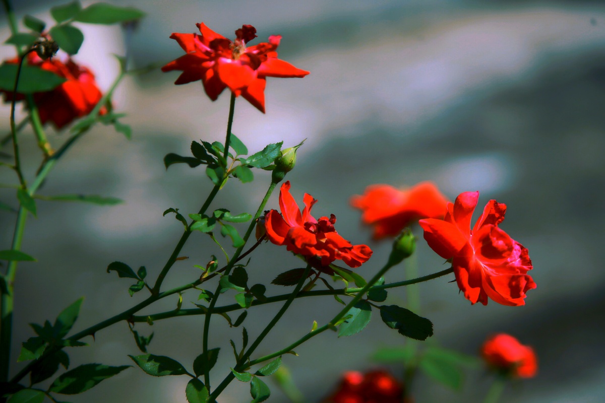 纪实绽放玫瑰 35 打开微信,使用"扫一扫"即可将网页分享之朋友圈 转发