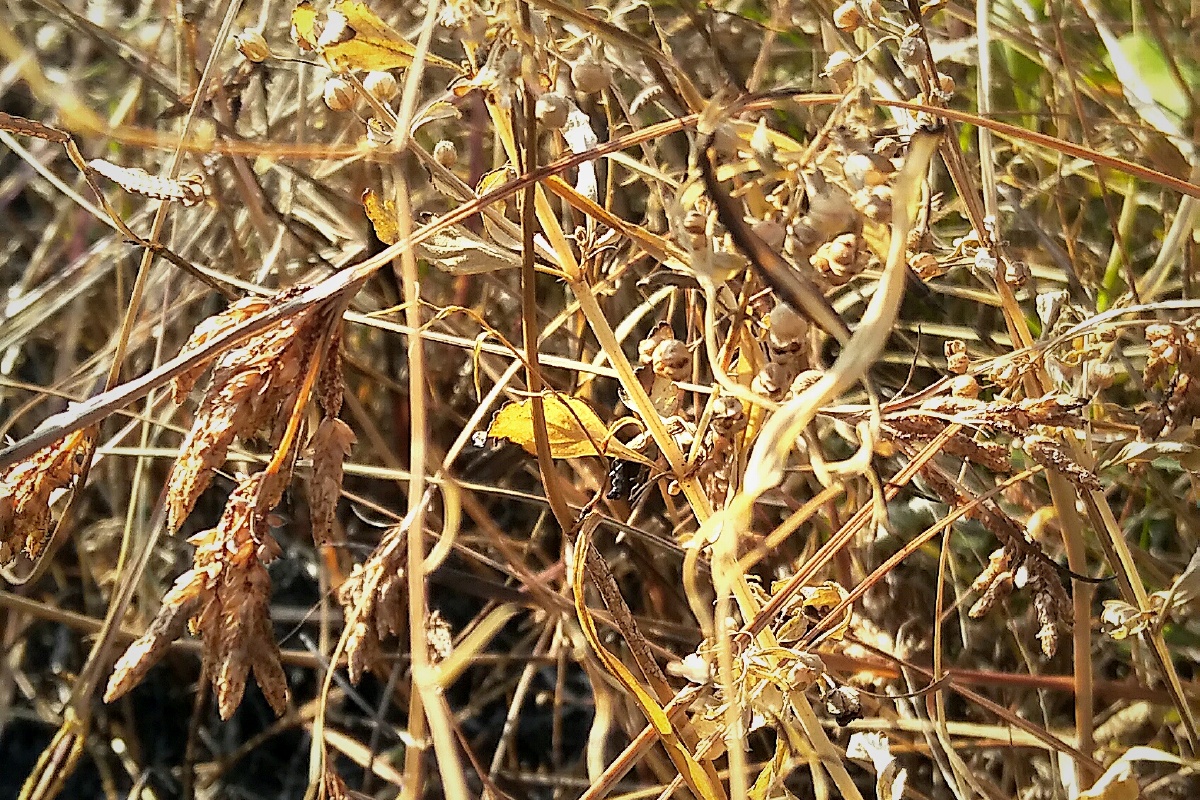 大约在冬季一一枯草