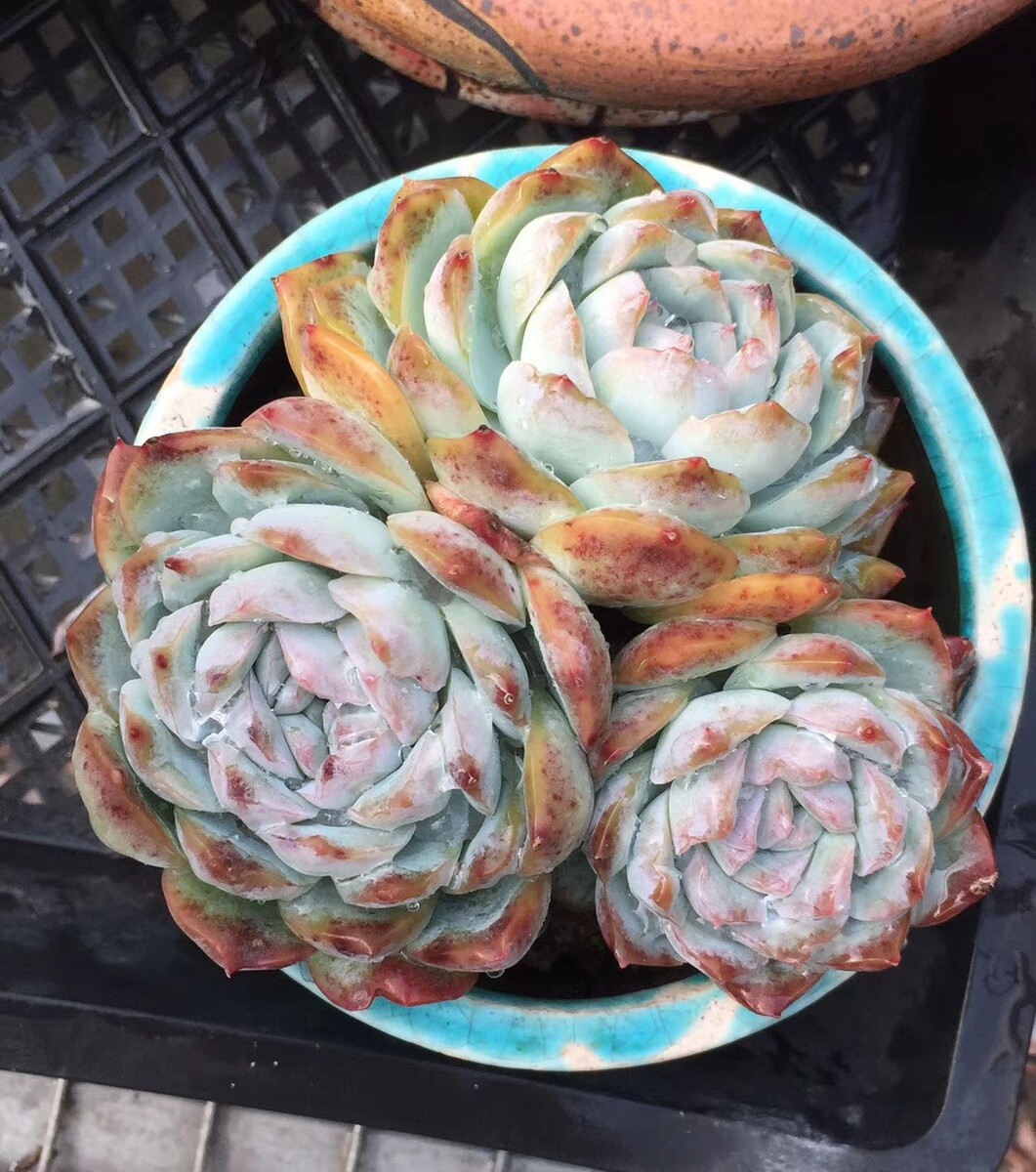 玉荷叶梗怎么吃