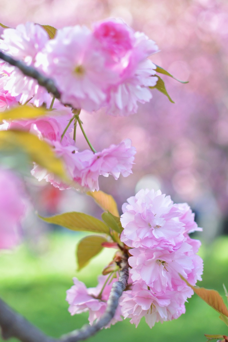 三月青龙寺樱满园