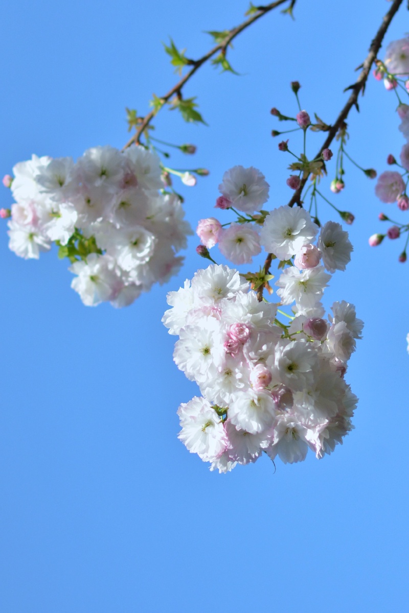 三月青龙寺樱满园