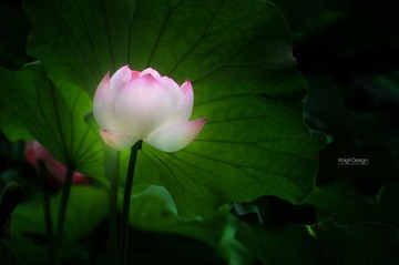 梦里灯。