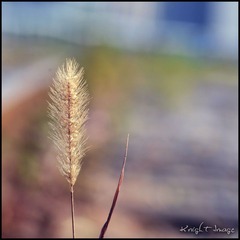 KT1_6288