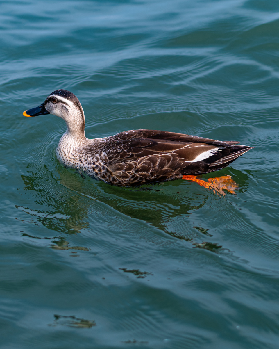 春江水暖鸭先知杭州西湖里的水鸭