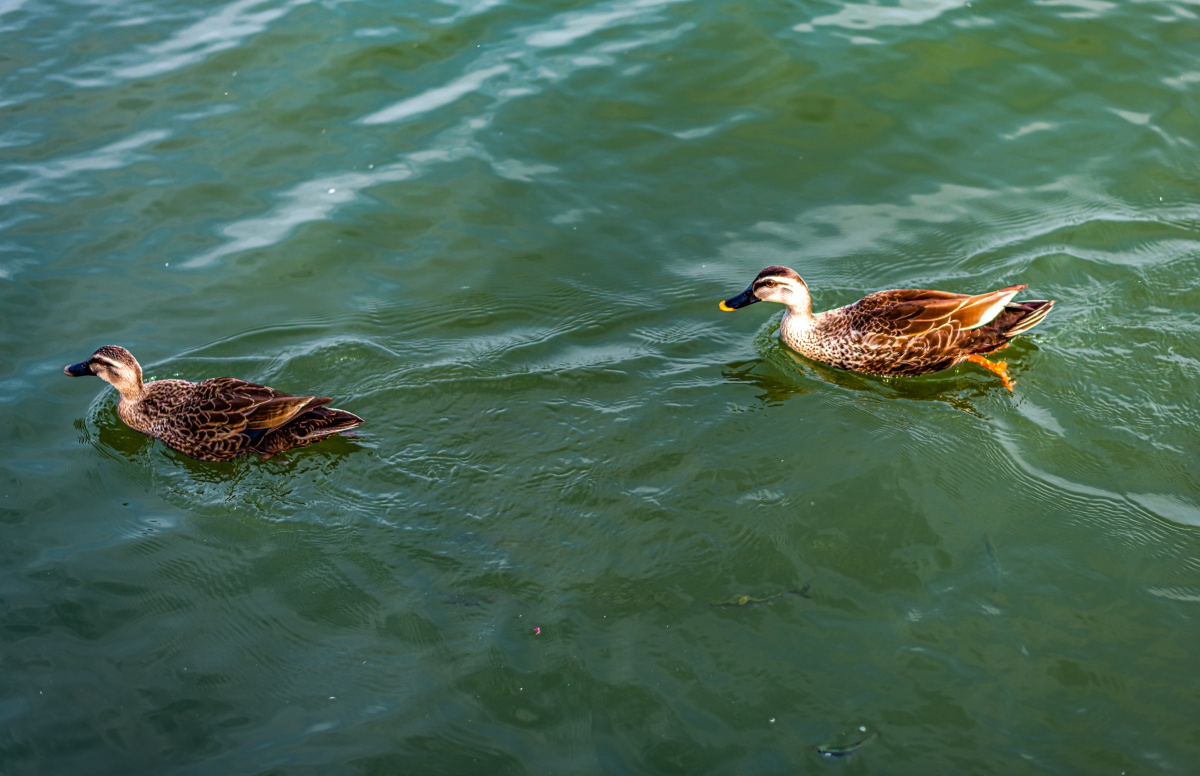 春江水暖鸭先知.