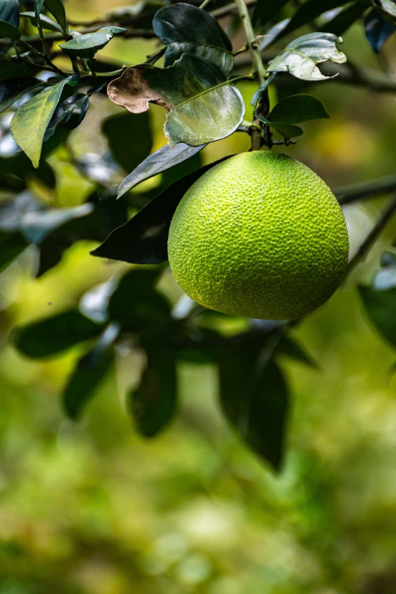 树上的柚子青柚子