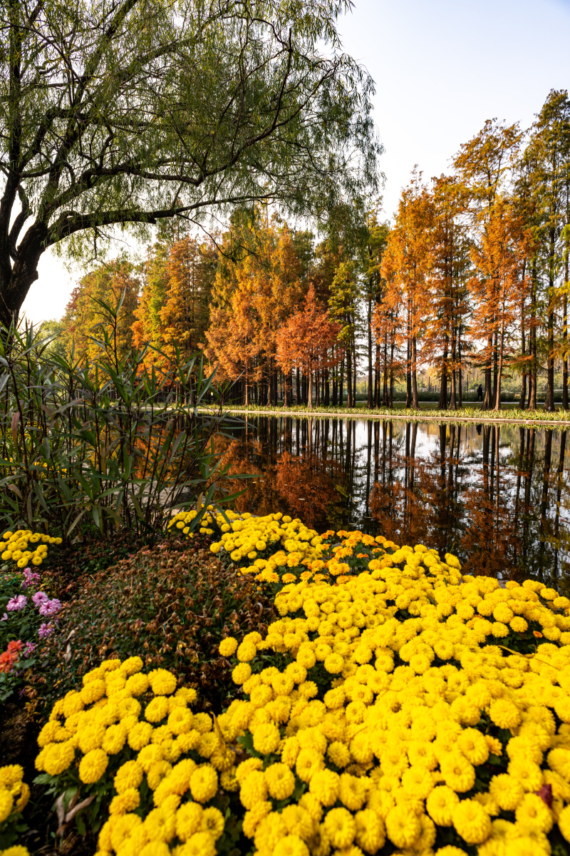上海共青森林公园水杉倒影景观