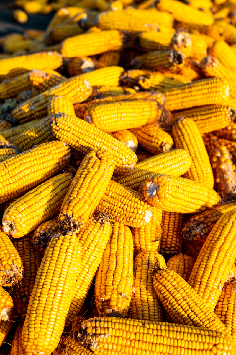 秋天的果实玉米棒子