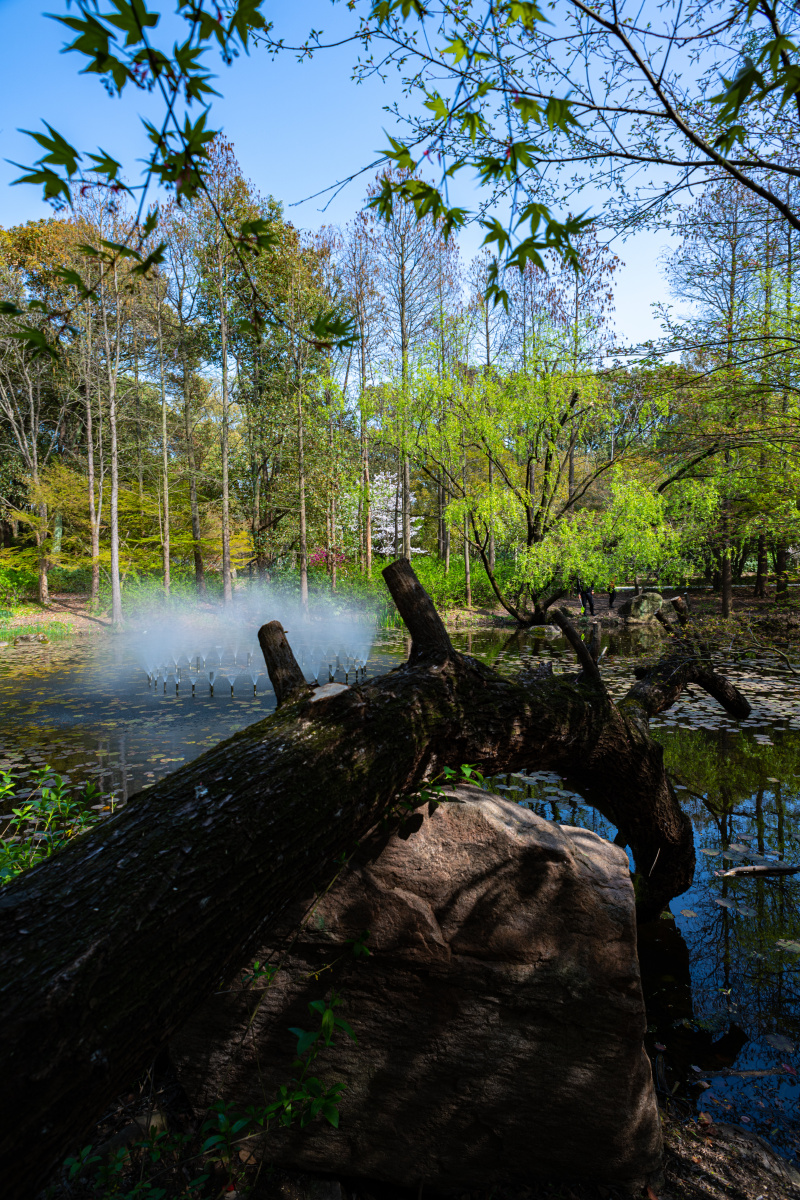 上海共青森林公园.丛林秘境.春色无边.盈湖倒影 - 梦未止梦dreamcont 