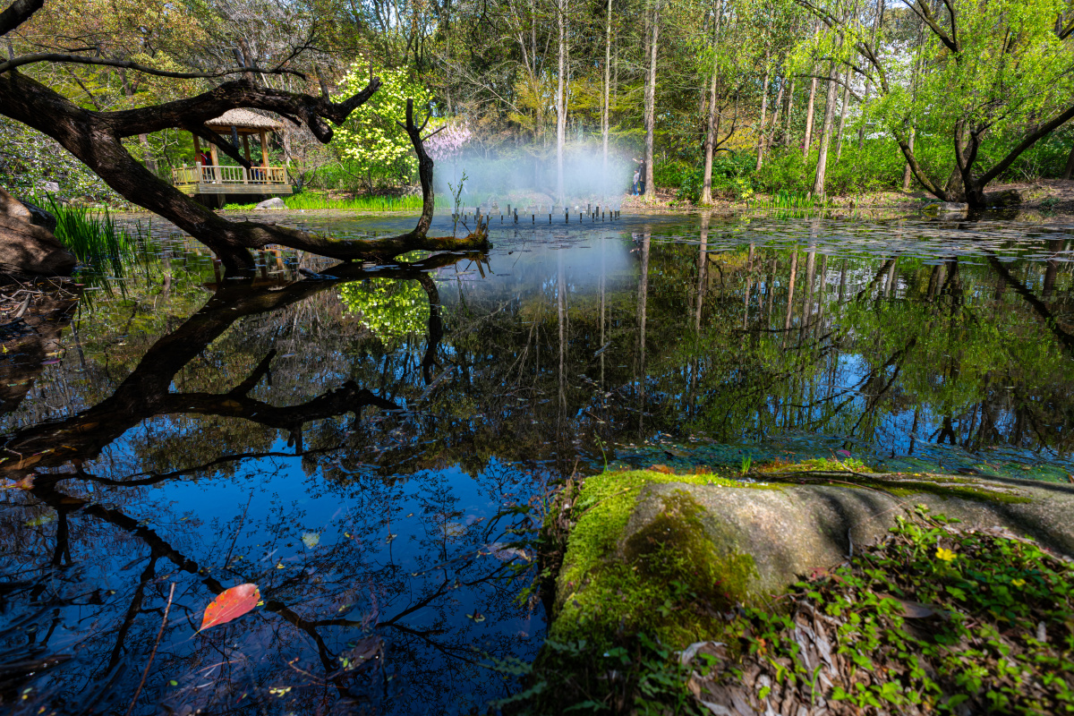 上海共青森林公园.丛林秘境.春色无边.盈湖倒影 - 梦未止梦dreamcont 