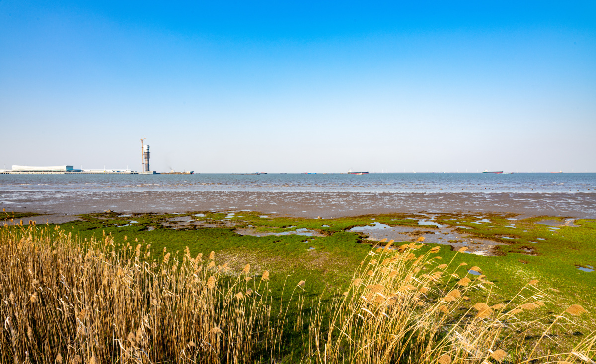 上海宝山上海吴淞炮台湾国家湿地公园