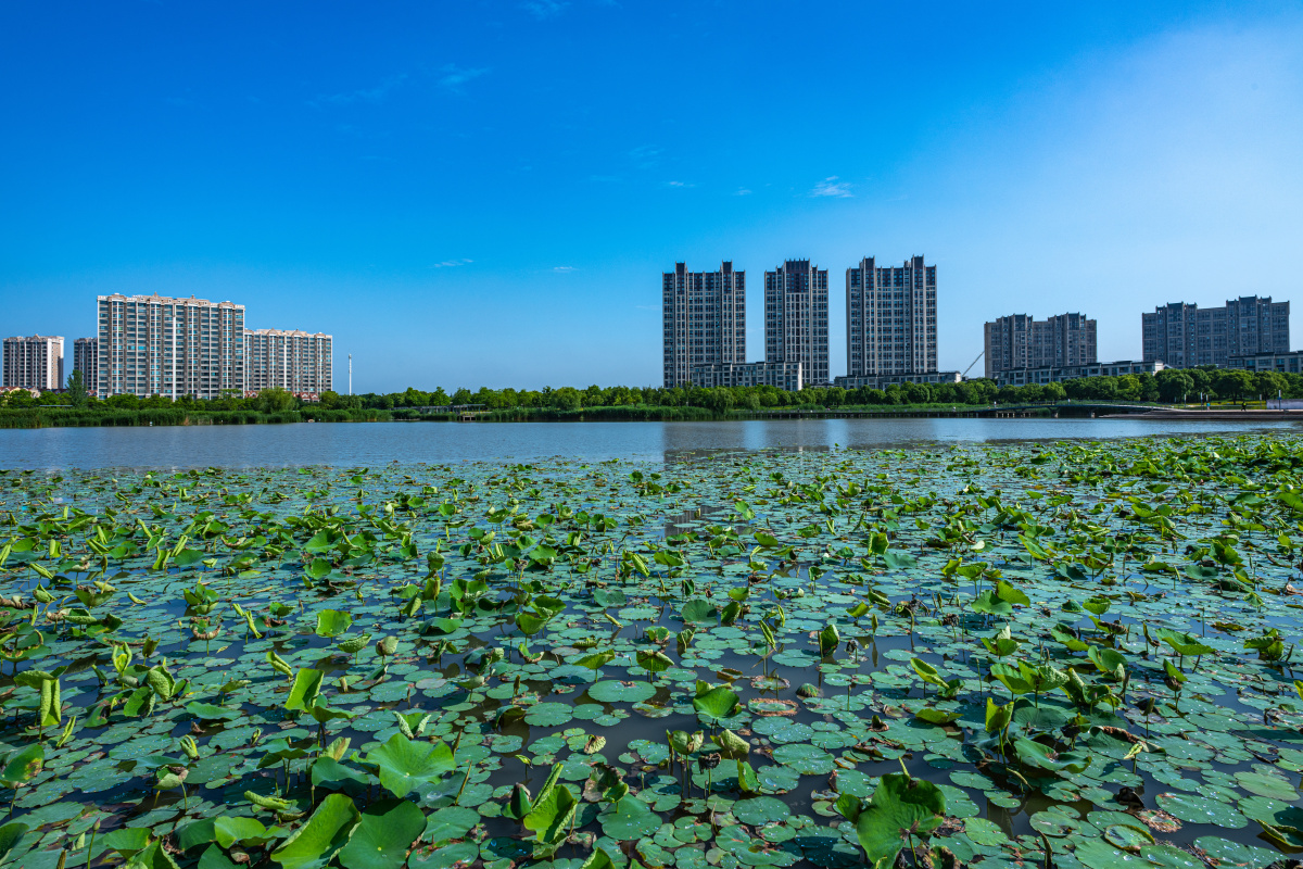 上海嘉定南翔陈翔留云湖湿地公园景观