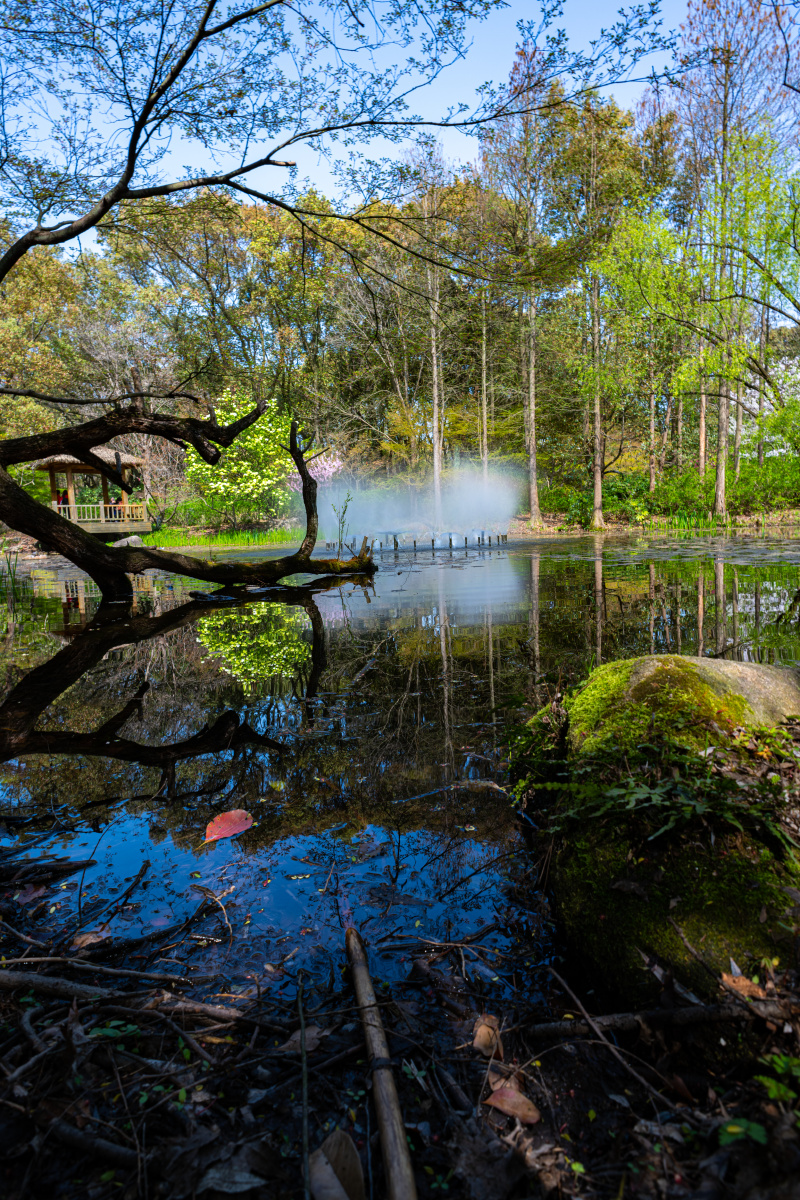 上海共青森林公园.丛林秘境.春色无边.盈湖倒影 - 梦未止梦dreamcont 