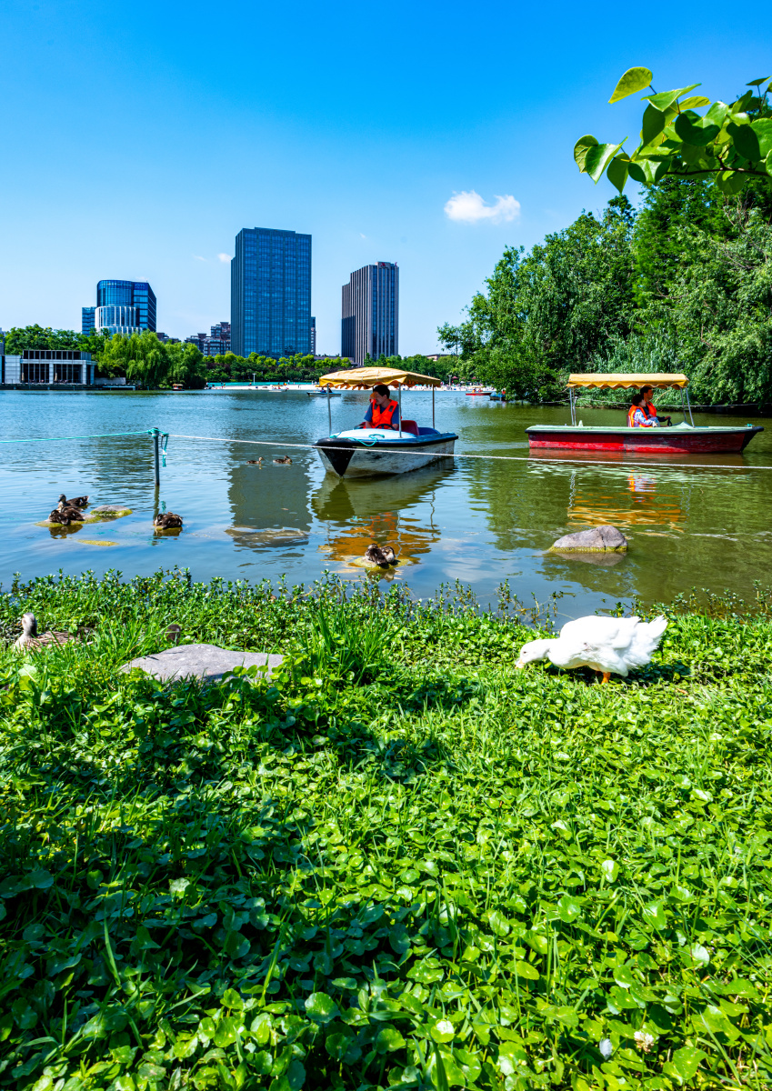 上海大宁郁金香公园景观大宁灵石公园风光