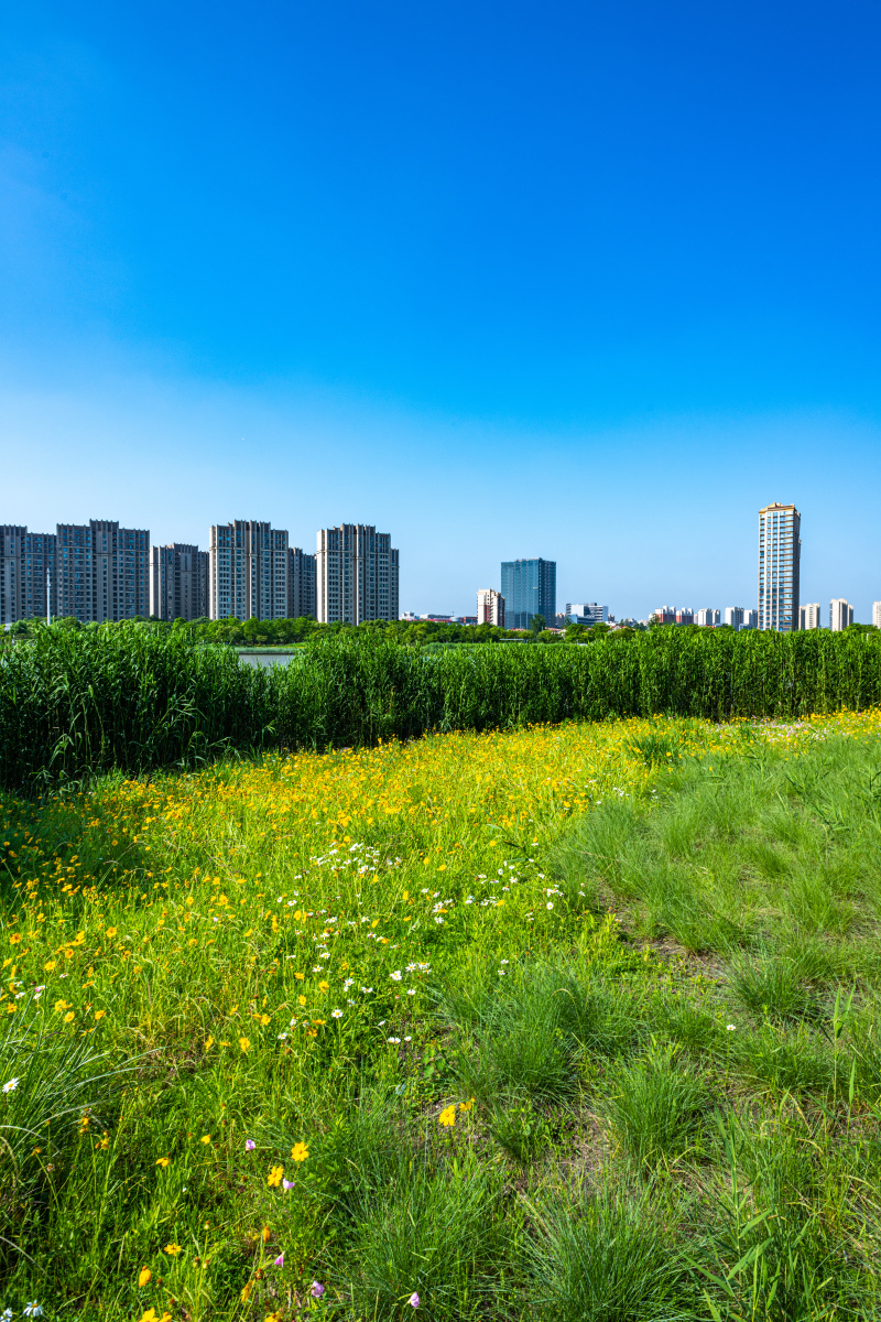 上海嘉定南翔陈翔留云湖湿地公园景观