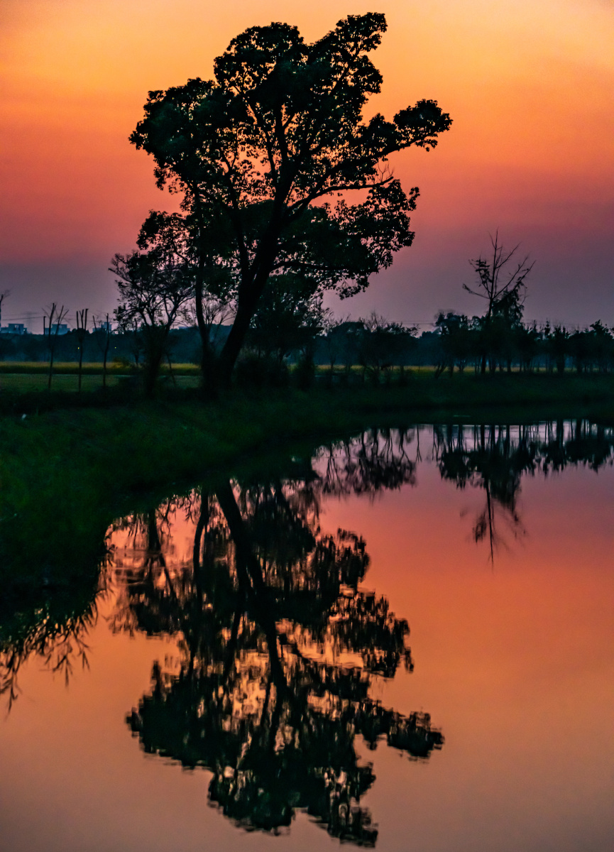 黄昏晚霞中的一棵树