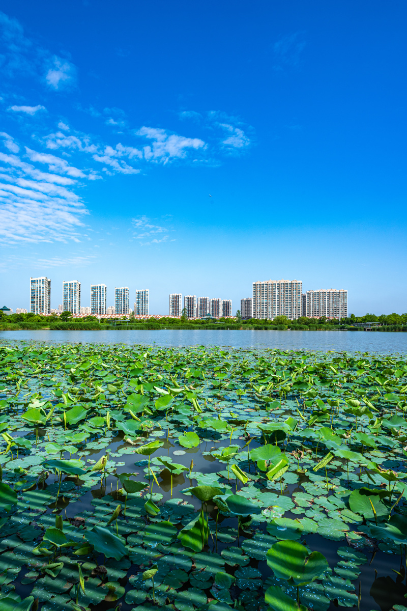 上海嘉定南翔陈翔留云湖湿地公园景观