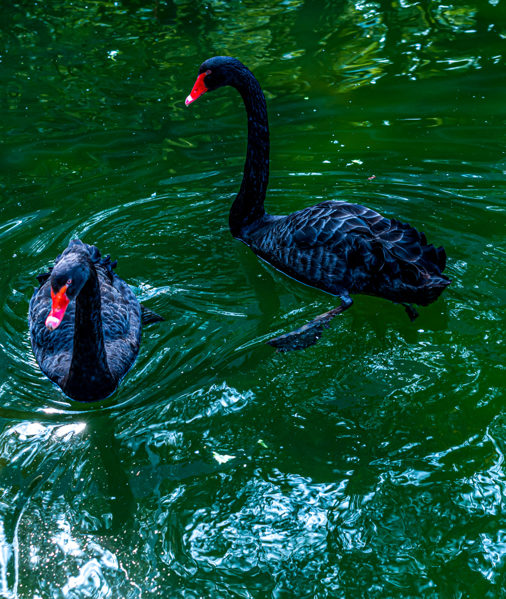 上海徐家汇公园里的两只黑天鹅