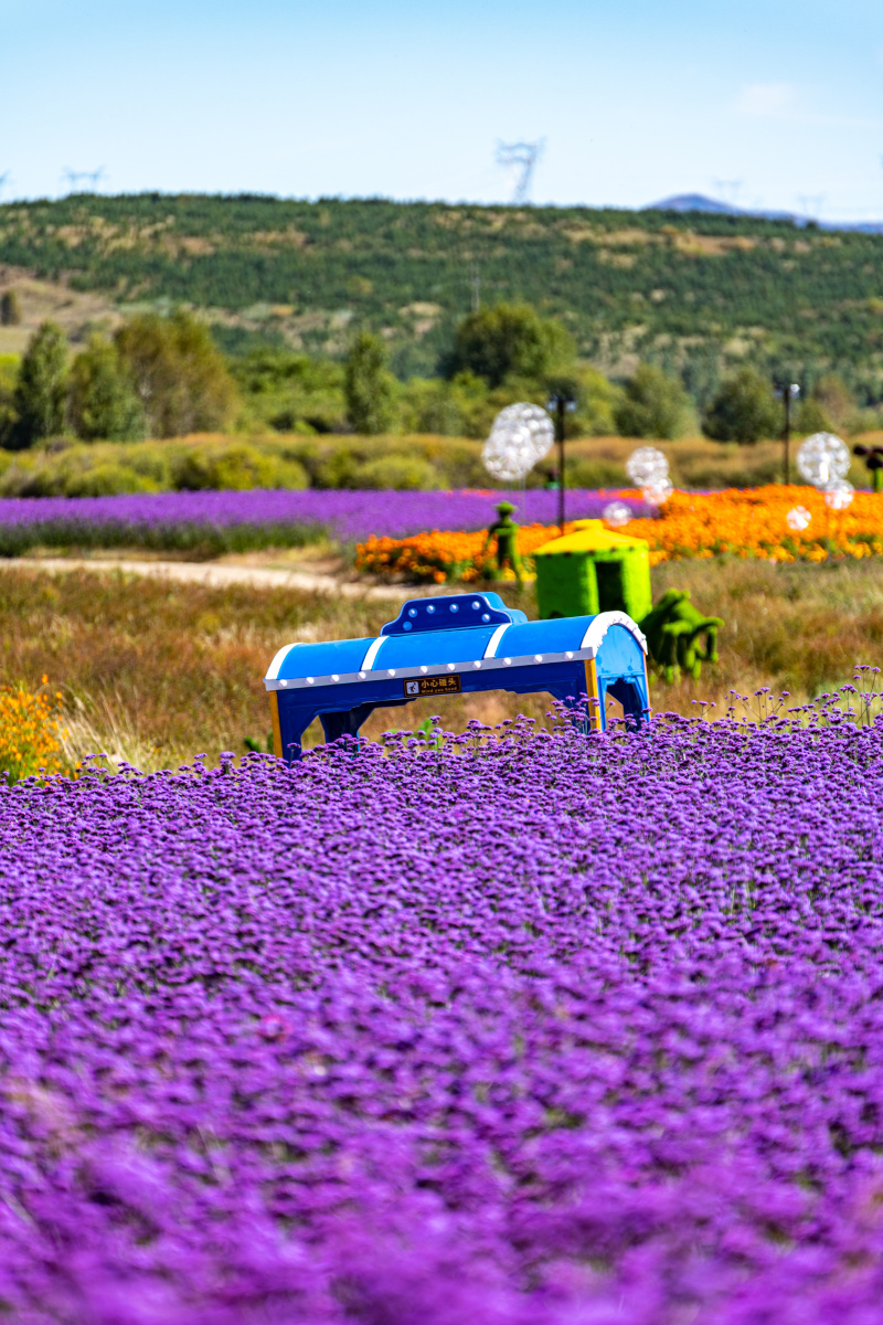 内蒙古多伦湖花海景点