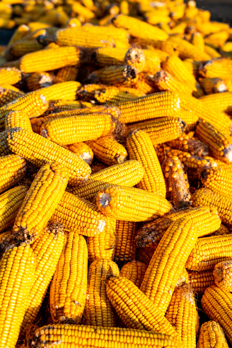 秋天的果实玉米棒子