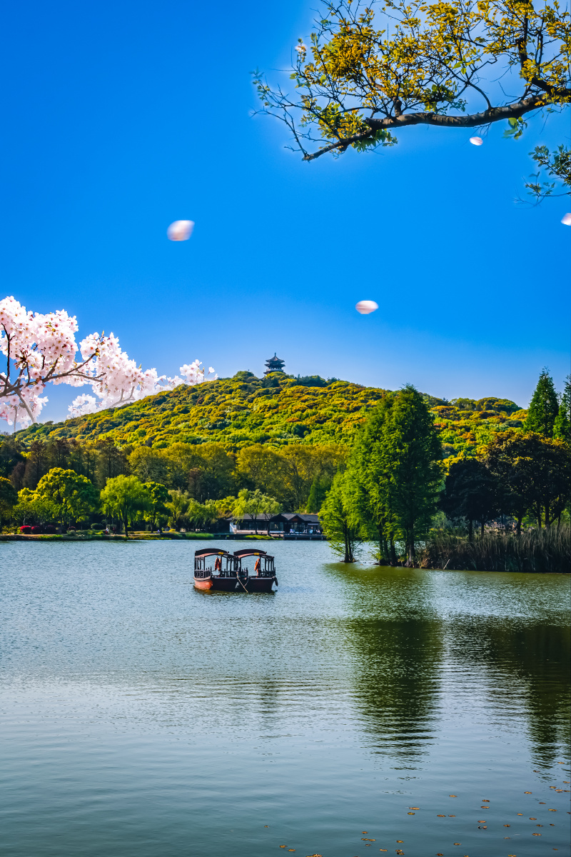 江苏无锡鼋头渚落樱时节又逢君