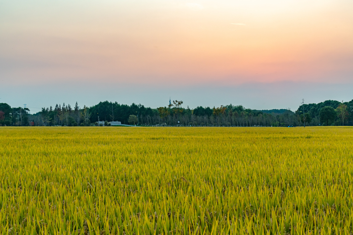 黄昏晚霞中的稻田