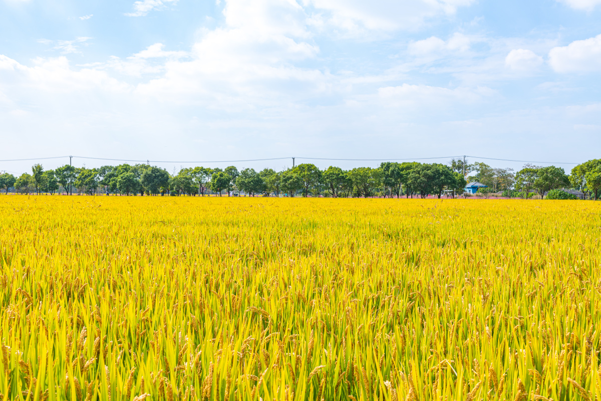 秋天的稻田稻浪似波涛秋日胜春朝江南农业园