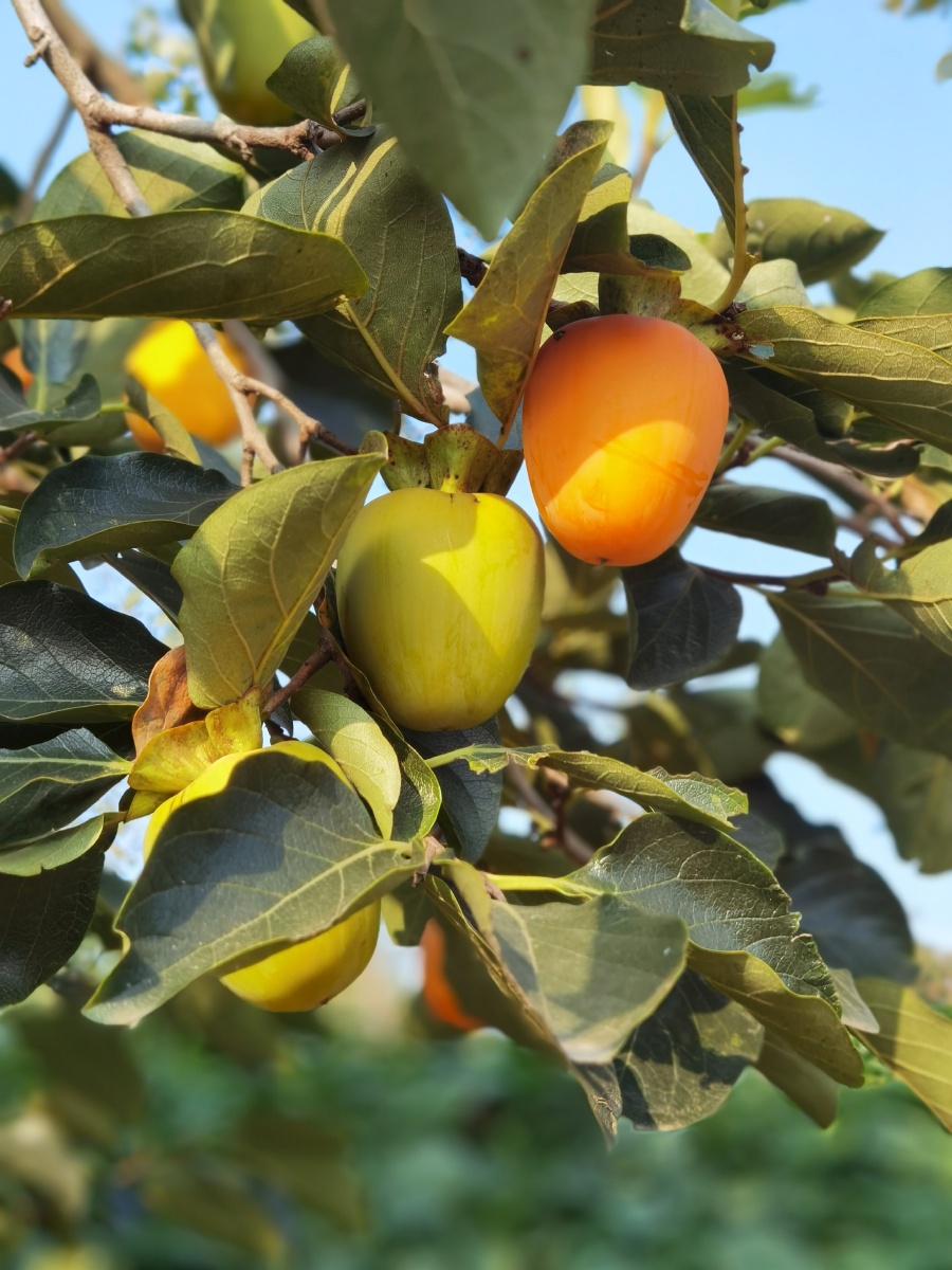 柿子树秋天的果实