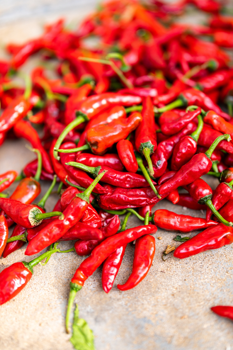 红辣椒晒秋农民丰收节秋分