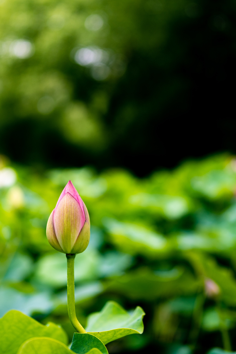 夏天雨后的初晴多云的上海古猗园荷花开遍莲叶何田田