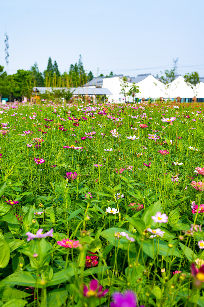 那些花儿开在盛夏晚晴天雨后的嘉北郊野公园花圃绽放