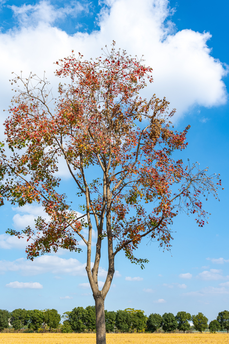 秋天稻田旁的乌桕树.蓝天白云红叶 - 梦未止梦dreamcont - 图虫