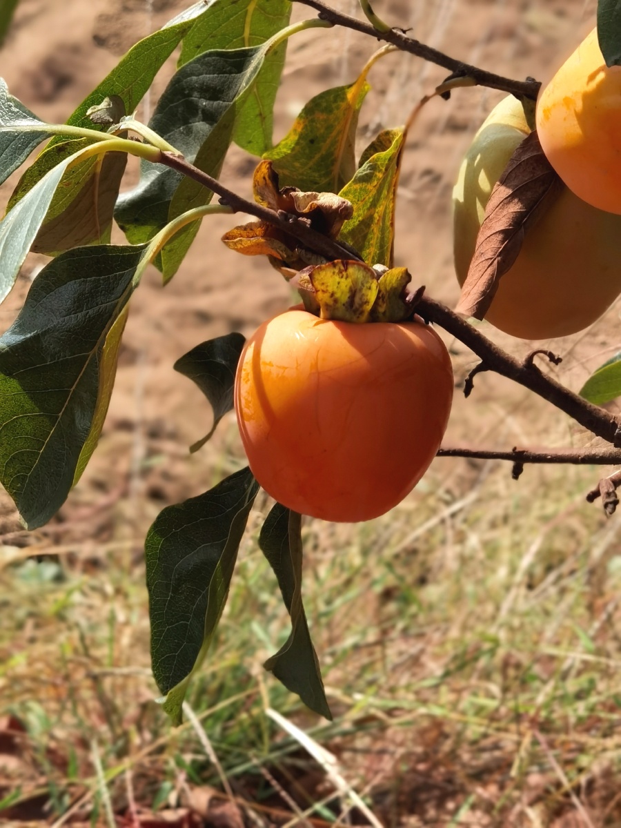 柿子树秋天的果实
