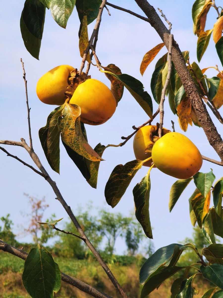 柿子树秋天的果实